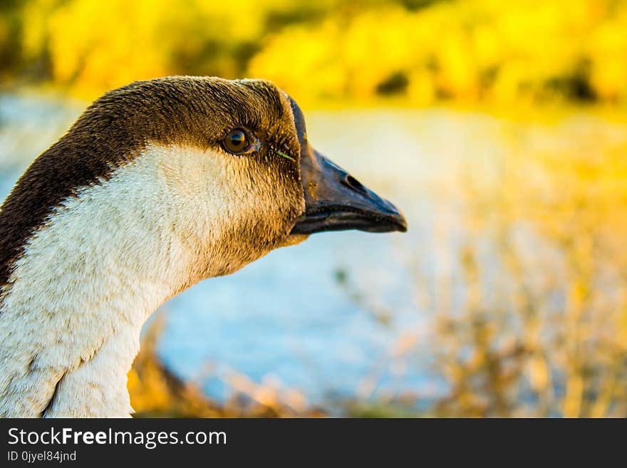 Beak, Bird, Fauna, Water Bird