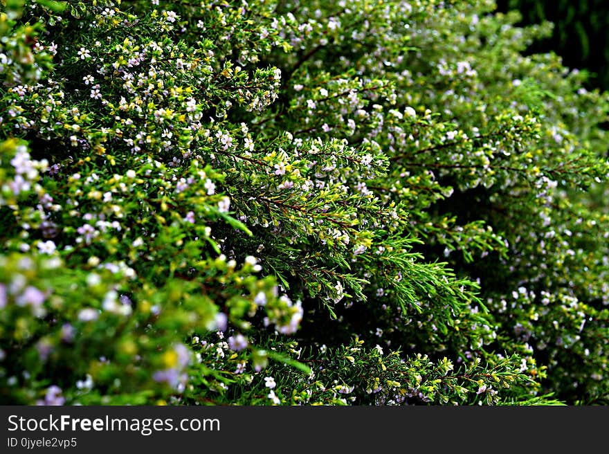 Plant, Vegetation, Flora, Leaf