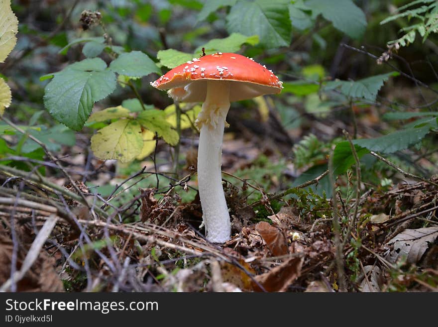 Mushroom, Fungus, Edible Mushroom, Penny Bun