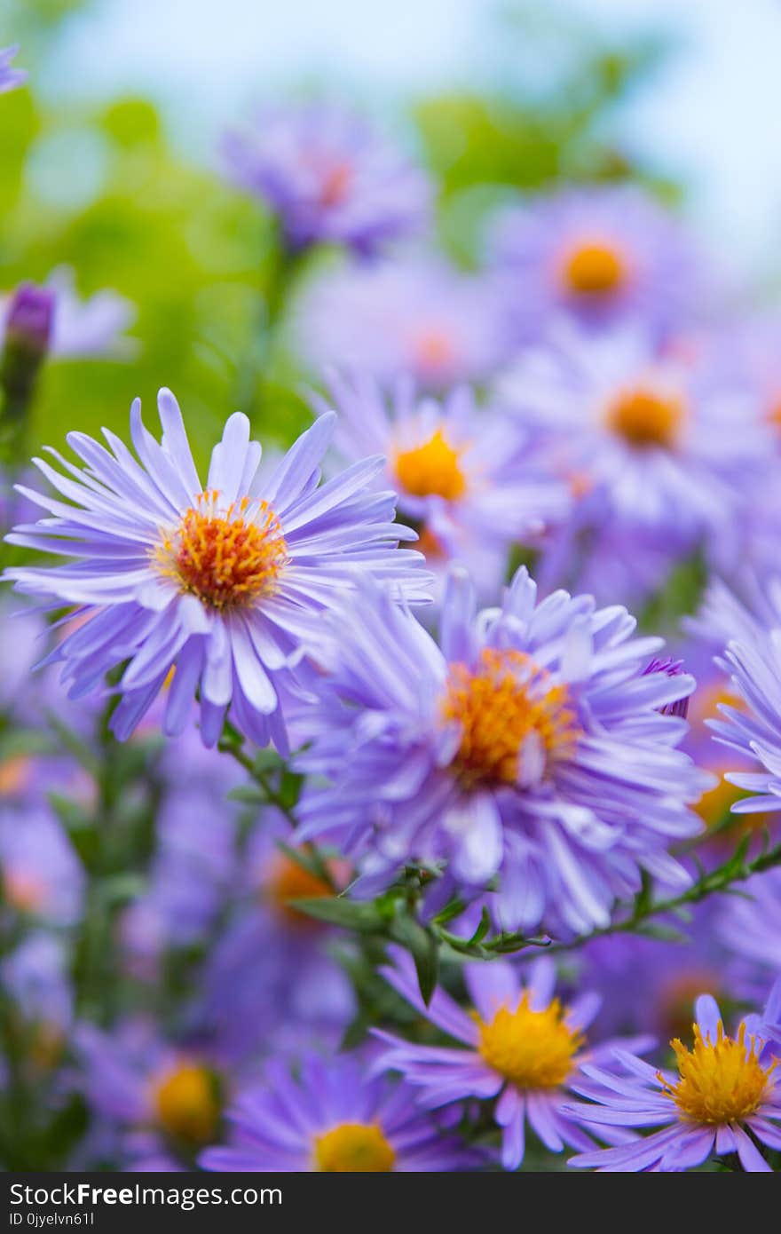 Flower, Aster, Purple, Plant