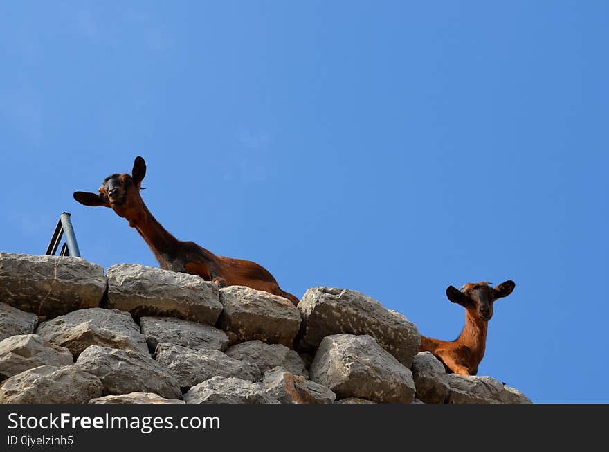 Fauna, Sky, Wildlife, Ecoregion