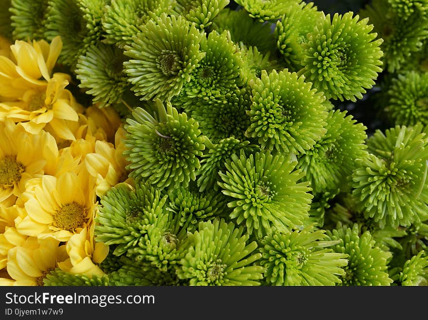 Flower, Plant, Chrysanths, Tree