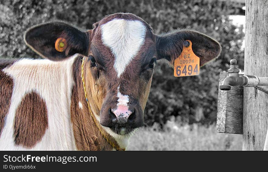 Cattle Like Mammal, Fauna, Cow Goat Family, Dairy Cow