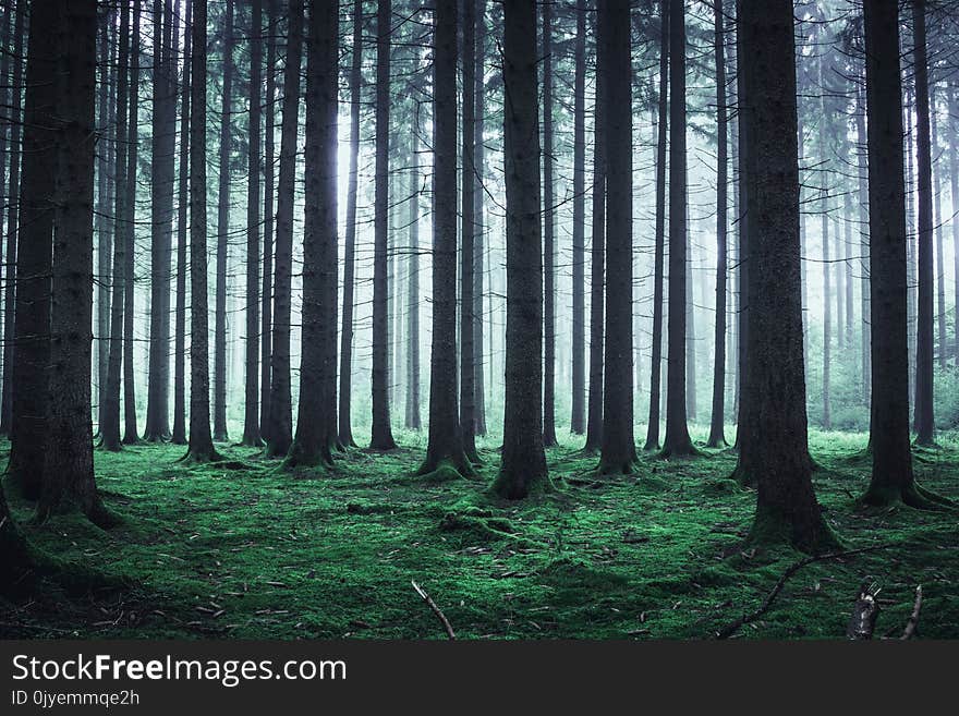 Forest, Spruce Fir Forest, Ecosystem, Woodland