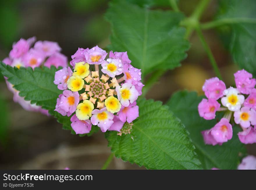 Flower, Flowering Plant, Lantana Camara, Plant