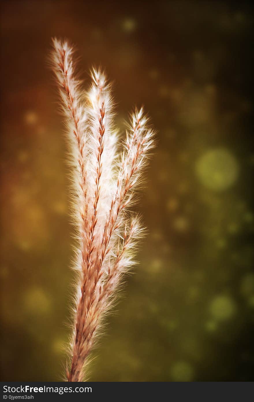 Close Up, Macro Photography, Sunlight, Sky