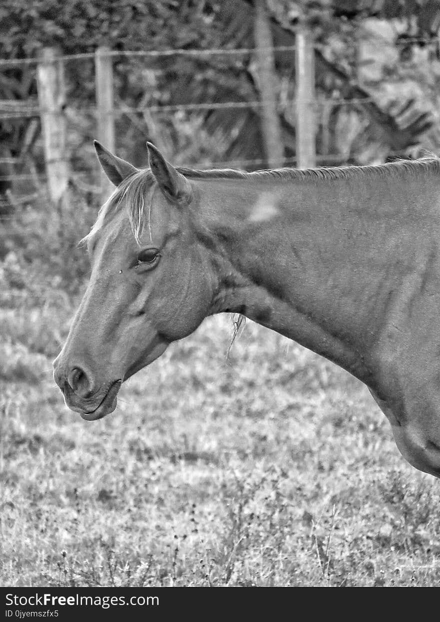 Horse, Black And White, Mane, Wildlife