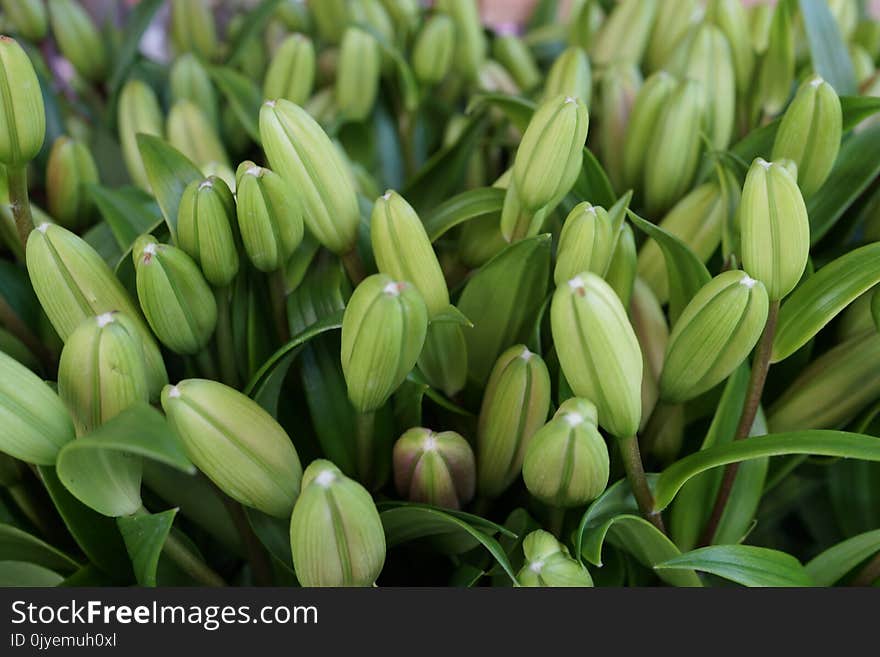 Flower, Plant, Bud, Lily