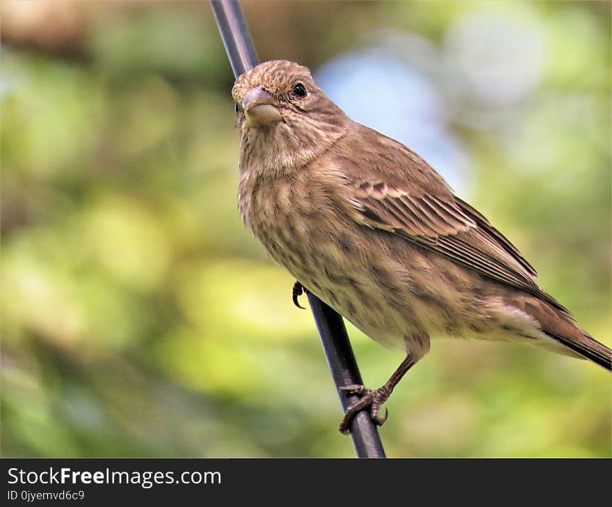 Bird, Fauna, Beak, House Finch