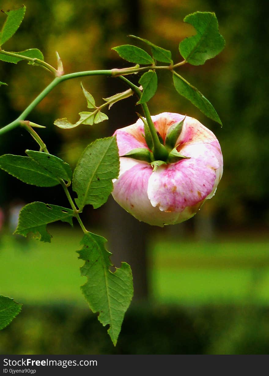 Leaf, Apple, Plant, Fruit