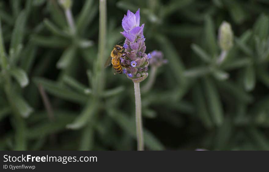 English Lavender, French Lavender, Flora, Flower