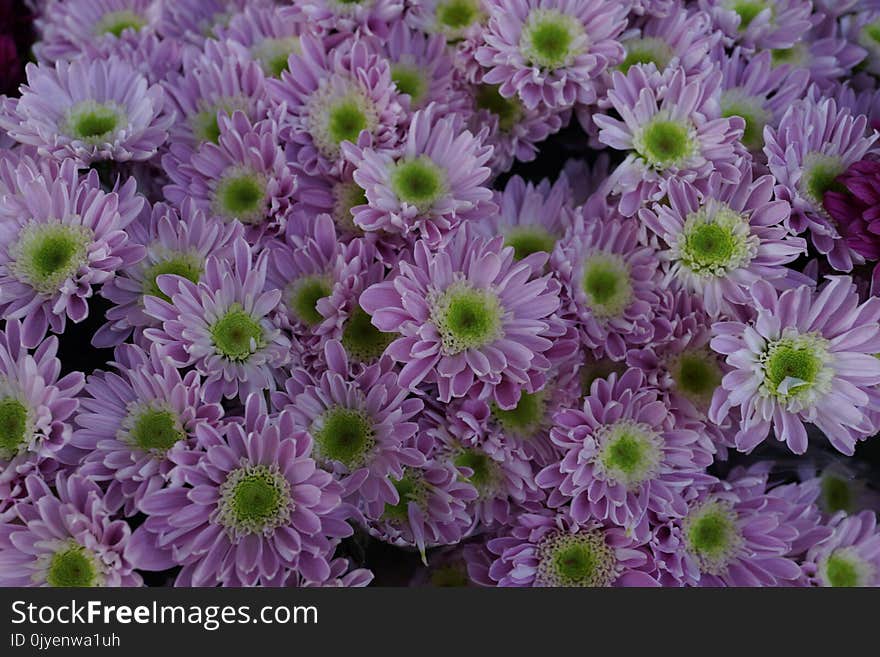 Flower, Plant, Purple, Chrysanths