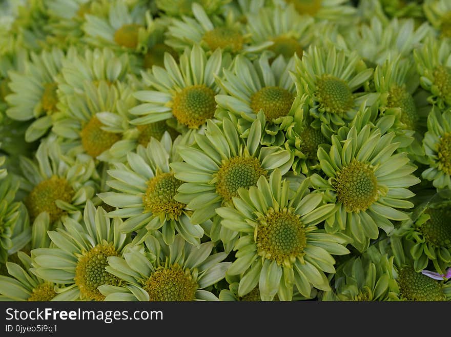 Flower, Plant, Coneflower, Daisy Family