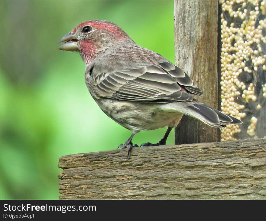 Bird, Finch, Fauna, Beak