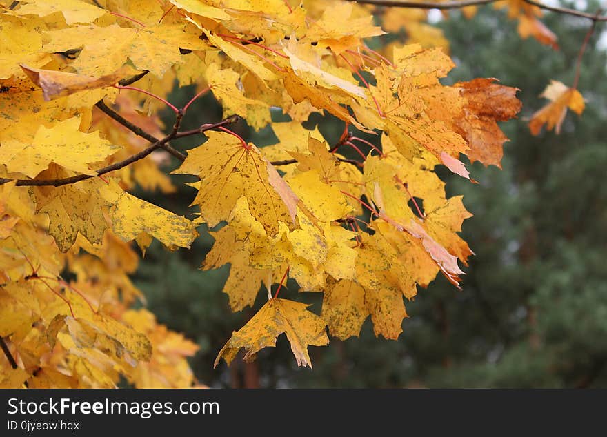 Leaf, Autumn, Yellow, Maple Leaf