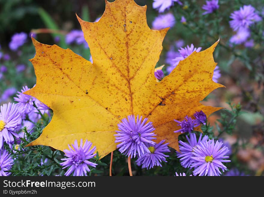 Leaf, Autumn, Flora, Flower