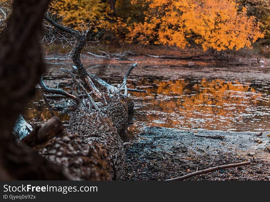 Water, Nature, Wilderness, Tree