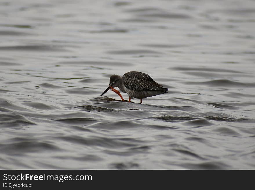 Bird, Water, Fauna, Beak