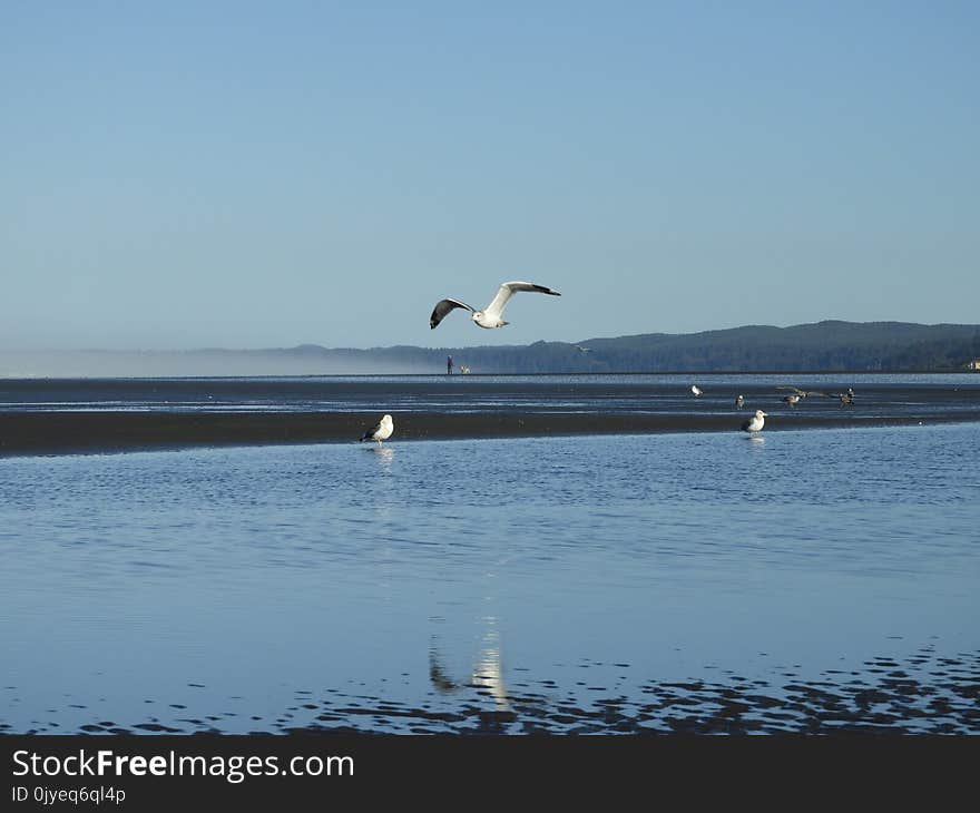 Waterway, Water, Sea, Bird