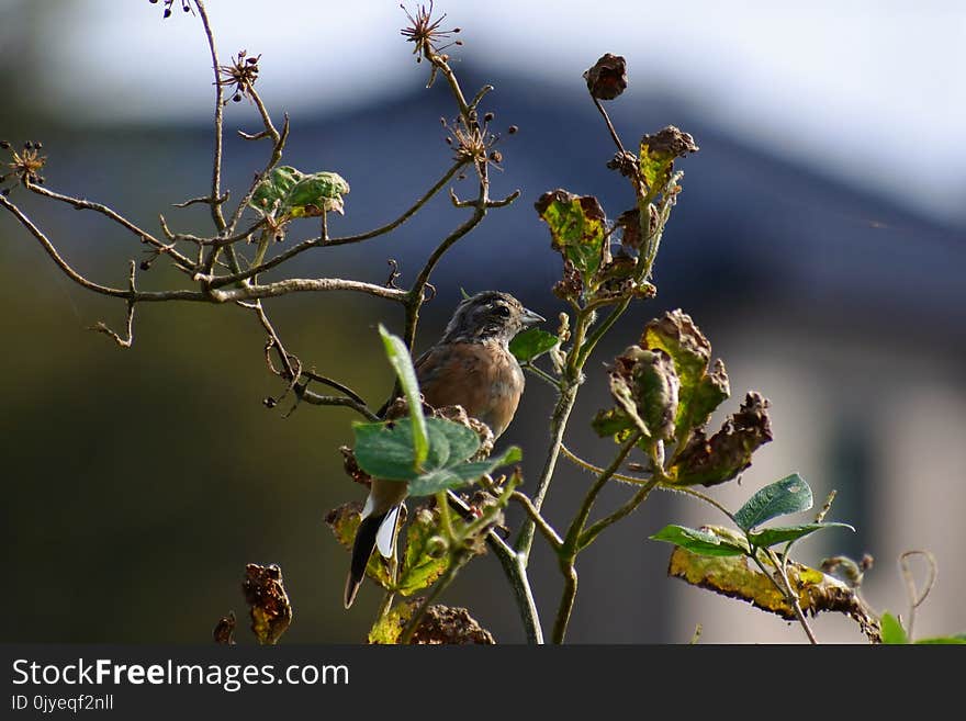 Branch, Flora, Plant, Leaf