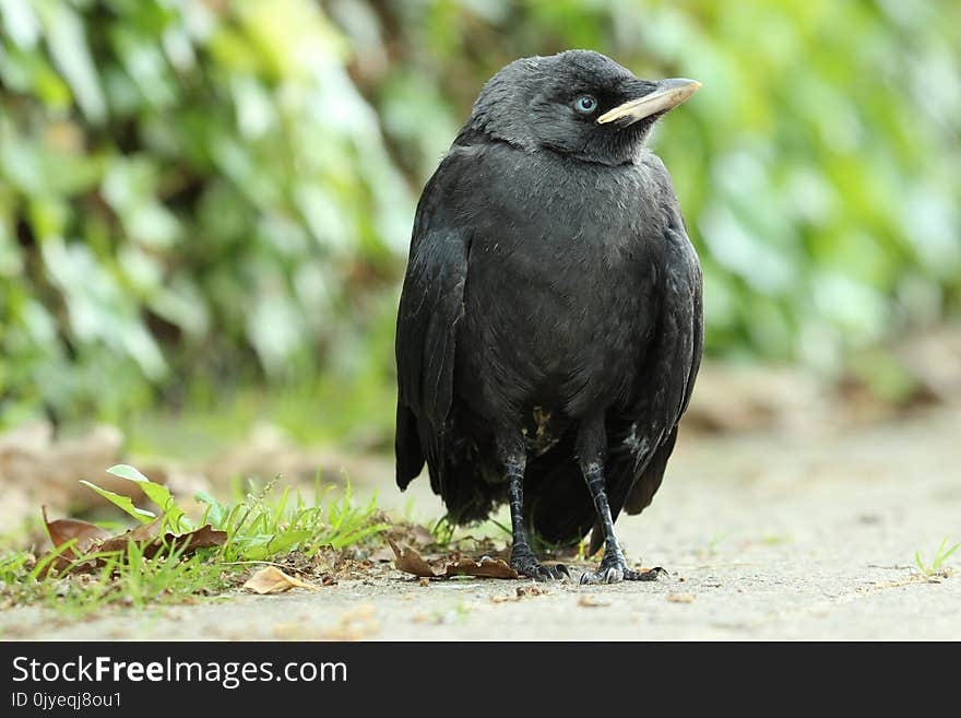 Bird, American Crow, Rook, Crow Like Bird