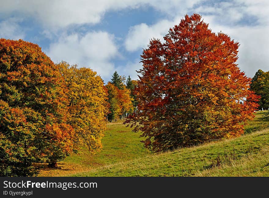 Nature, Autumn, Temperate Broadleaf And Mixed Forest, Ecosystem