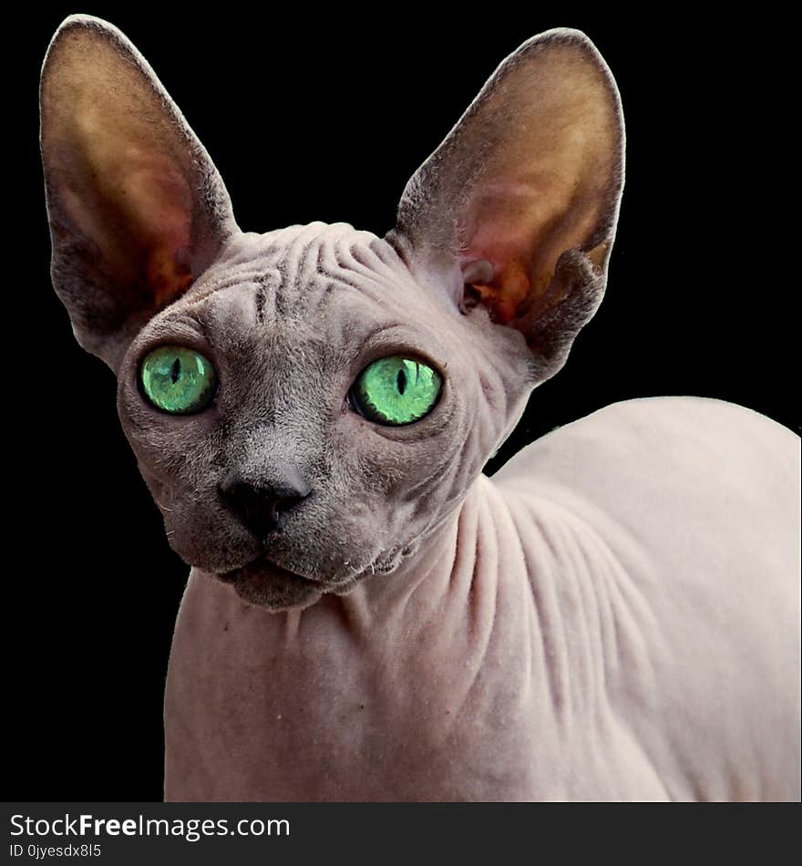 Cat, Hairless Cat, Sphynx, Donskoy