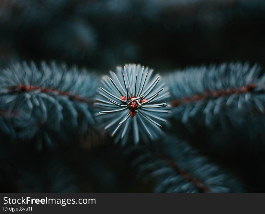 Close Up, Macro Photography, Atmosphere Of Earth, Sky