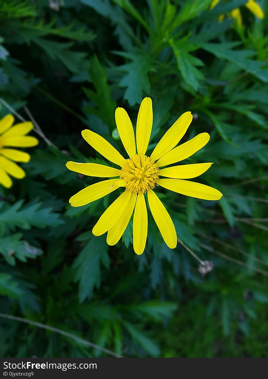 Flower, Flora, Yellow, Plant