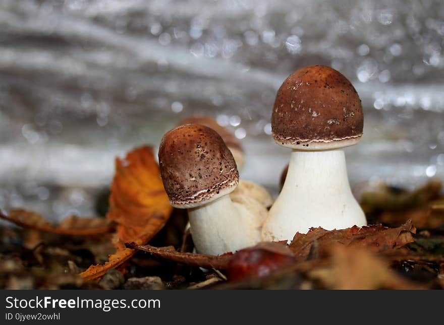 Mushroom, Fungus, Penny Bun, Edible Mushroom