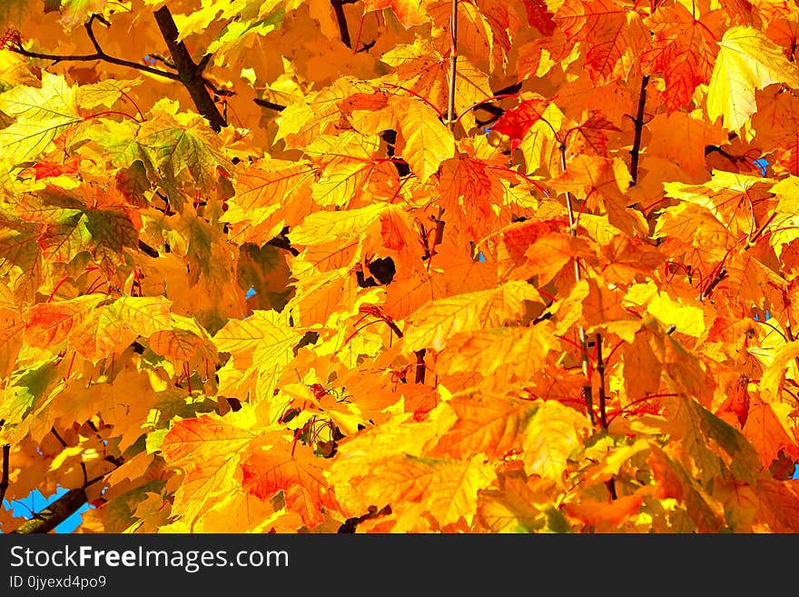 Yellow, Autumn, Leaf, Maple Leaf