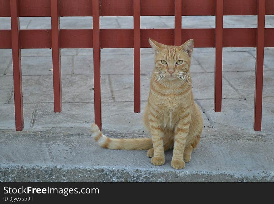 Cat, Small To Medium Sized Cats, Fauna, Whiskers