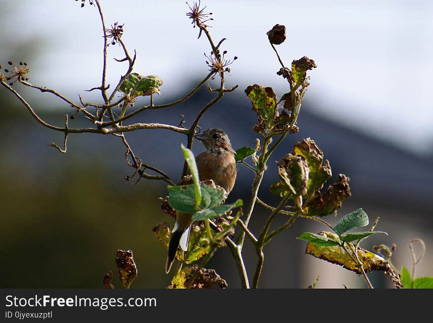 Bird, Branch, Flora, Fauna