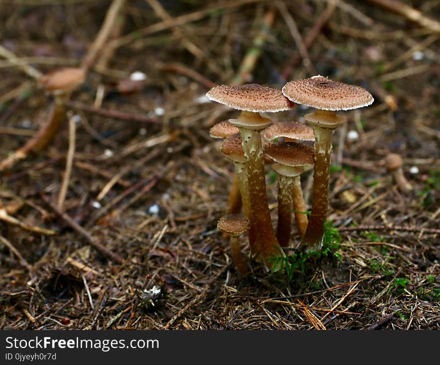 Fungus, Mushroom, Edible Mushroom, Penny Bun