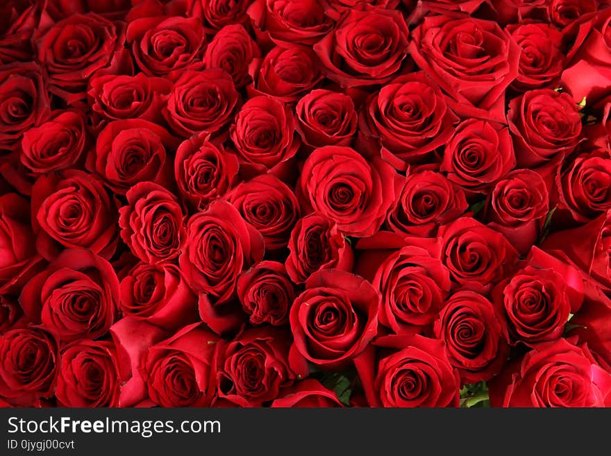 Close-up of a bouquet of red roses