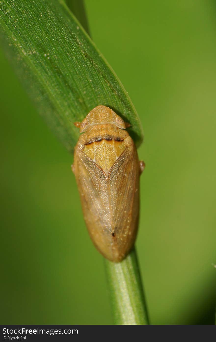 Macro of a small brown Caucasian cicada sitting on a green long blade of grass in spring. Macro of a small brown Caucasian cicada sitting on a green long blade of grass in spring