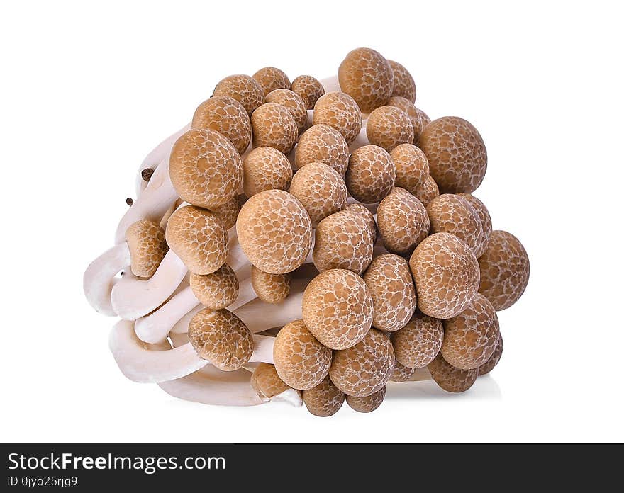 Fresh brown shimeji mushroom, beech mushrooms or edible mushroom isolated on white background