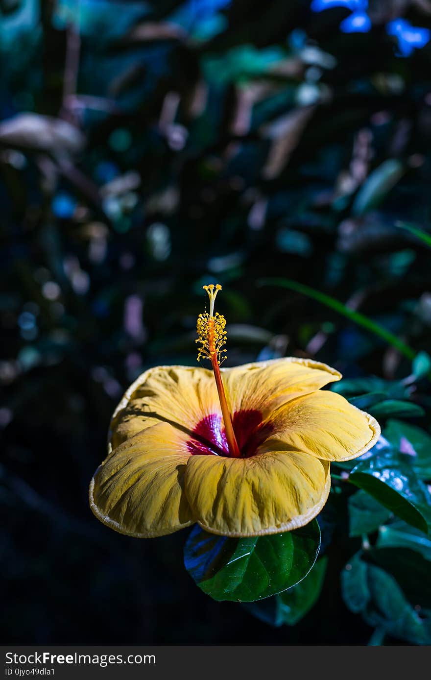 Hibiscus yellow flower at beautiful in the nature at filed. Hibiscus yellow flower at beautiful in the nature at filed.