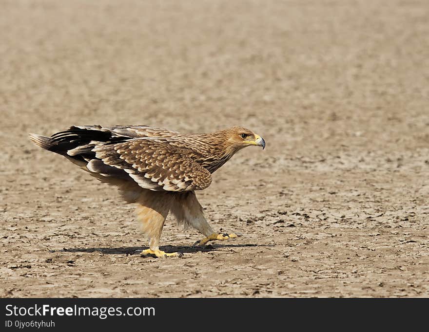 Walking Imperial Eagle from Gujarat, India