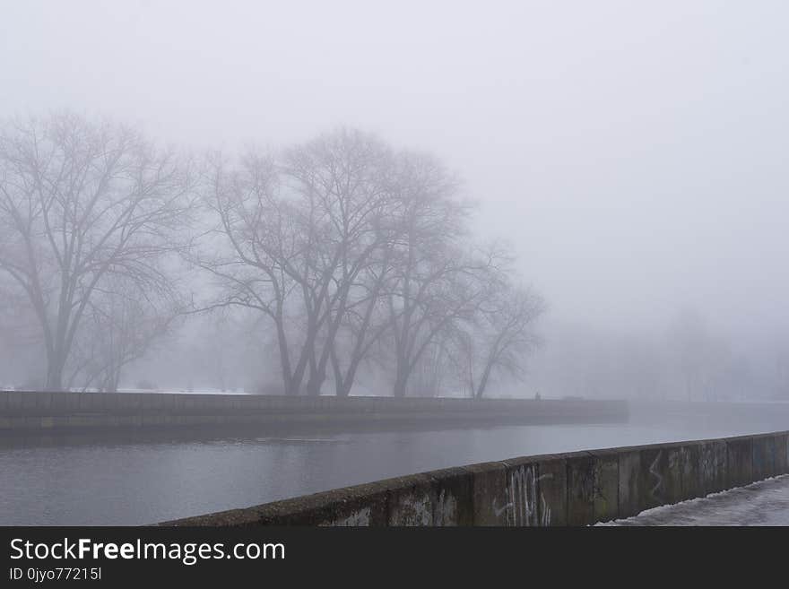 Gloomy trees near the river in the morning mist.