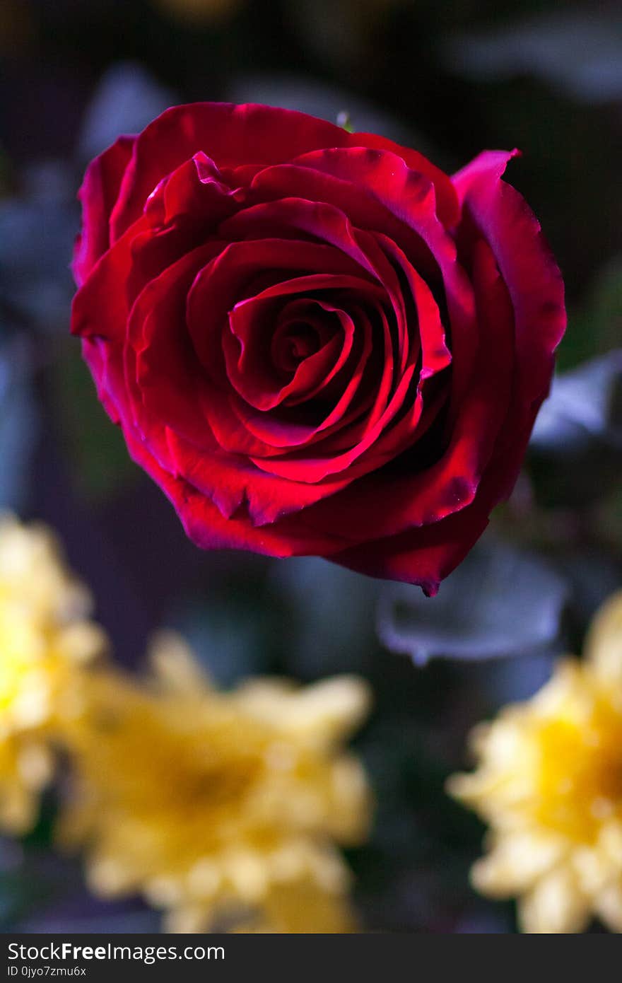 Macro photo of red rose. Closeup rose petals.