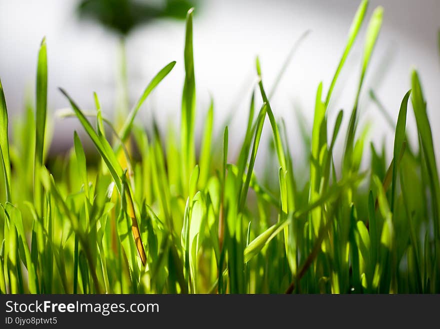 Spring fresh green grass close-up only grown after winter in early spring