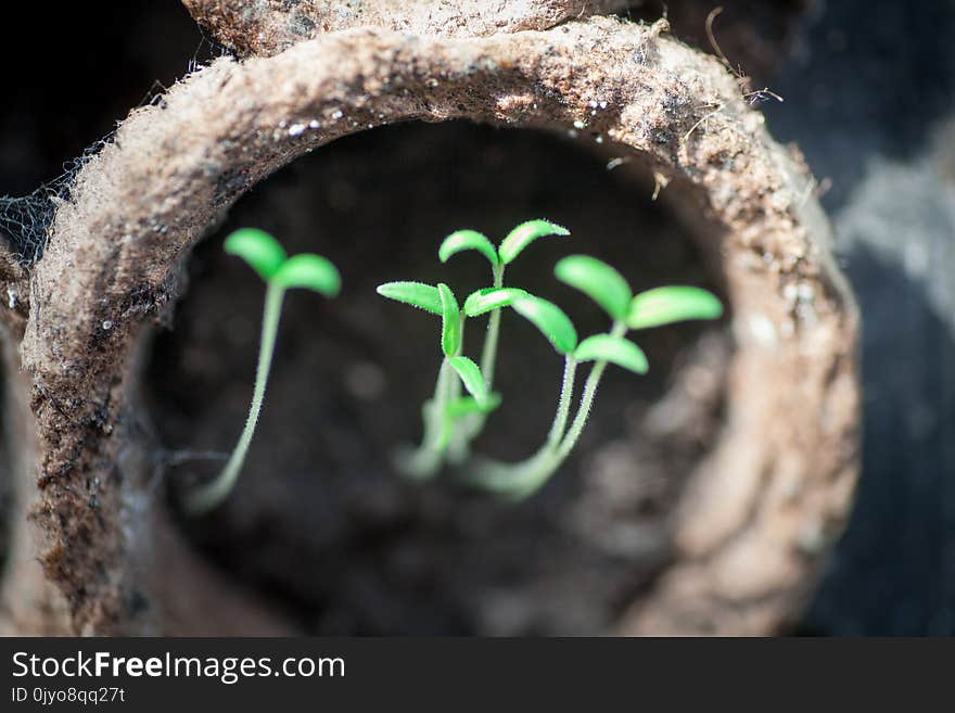 Seedlings in pots first early spring shoots of tomatoes in peat pots of a greenhouse outside the window. Seedlings in pots first early spring shoots of tomatoes in peat pots of a greenhouse outside the window