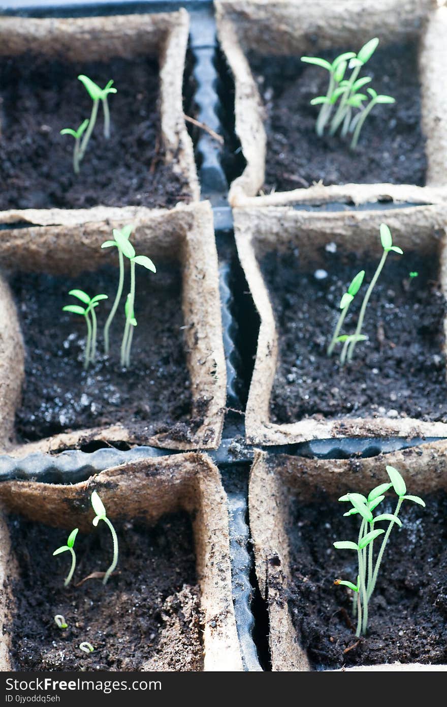 Tomato seedling pot in greenhouse