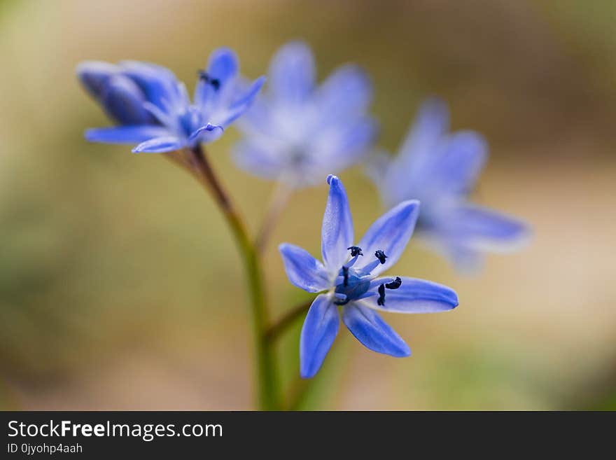 A beautiful spring wild flower shot on a green background in the open. A beautiful spring wild flower shot on a green background in the open