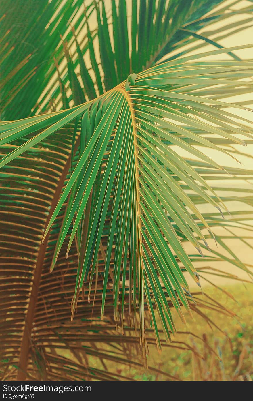 Close up green palm leaves