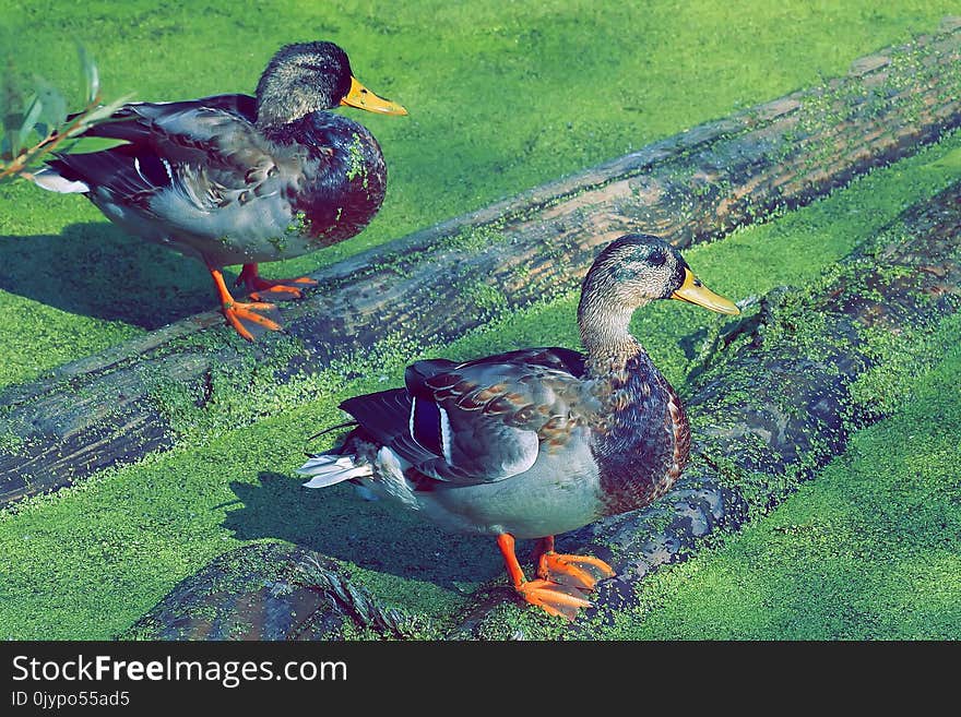 Two ducks on a log on the pond Anas platyrhynchos