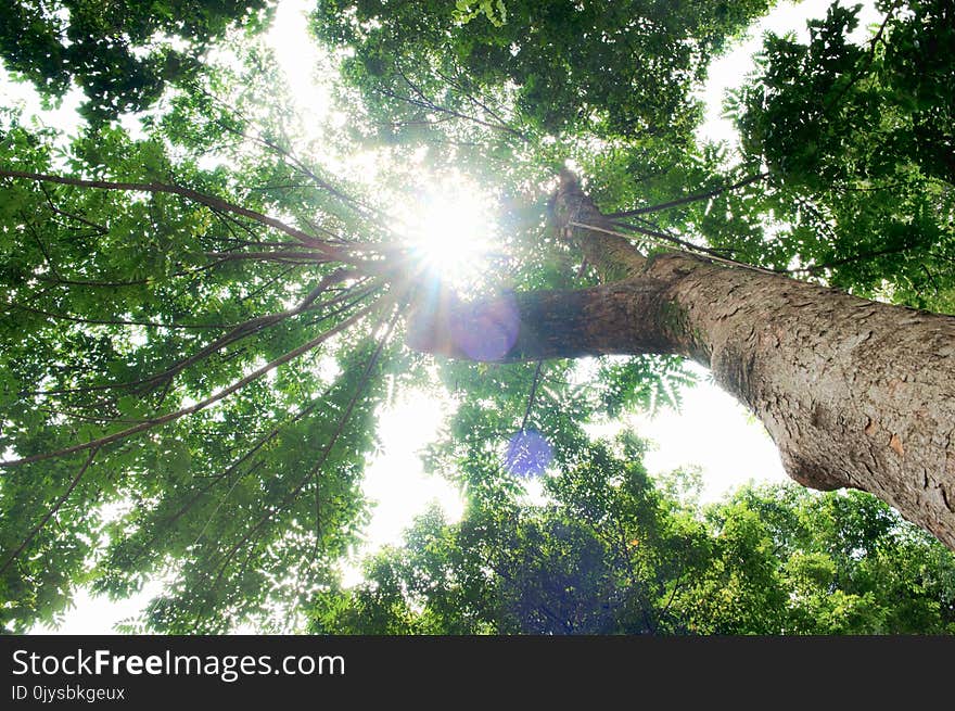 beautiful sunshine in the morning under a big tree. Tropical forest in Indonesia.