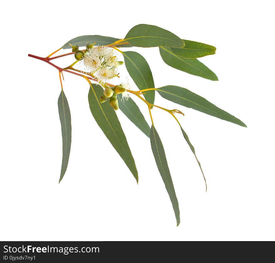 Blossoming eucalypt. Isolated on white background.