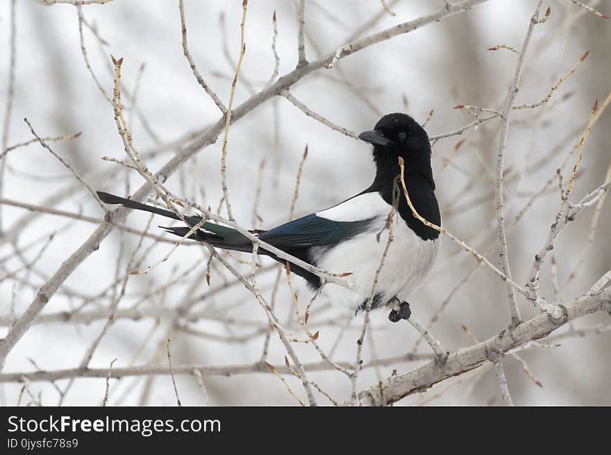 Magpie Pica pica perched on a tree on the Gray background, looking up. Ukraine. 2018. Magpie Pica pica perched on a tree on the Gray background, looking up. Ukraine. 2018.